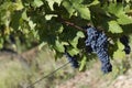 Close up of ripe red grapes ready for autumn harvest Royalty Free Stock Photo