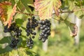 Close up of ripe red grapes ready for autumn harvest in south Styria-Austria. Royalty Free Stock Photo