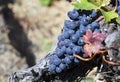 Close up of ripe red grapes ready for autumn harvest