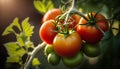 Close up of ripe red and green cherry tomatoes growing in a greenhouse.