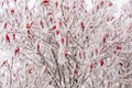 Close-Up ripe red juicy berries of wild rose in the winter garden covered with white cold crystals of frost On Rose Hips Growing Royalty Free Stock Photo