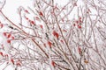 Close-Up ripe red juicy berries of wild rose in the winter garden covered with white cold crystals of frost On Rose Hips Growing Royalty Free Stock Photo