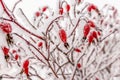 Close-Up ripe red juicy berries of wild rose in the winter garden covered with white cold crystals of frost On Rose Hips Growing Royalty Free Stock Photo