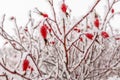 Close-Up ripe red juicy berries of wild rose in the winter garden covered with white cold crystals of frost On Rose Hips Growing Royalty Free Stock Photo