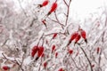 Close-Up ripe red juicy berries of wild rose in the winter garden covered with white cold crystals of frost On Rose Hips Growing Royalty Free Stock Photo