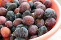 Close-up ripe red plums,natural backyard plums