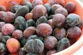 Close-up ripe red plums,natural backyard plums