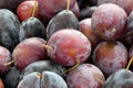 Close-up ripe red plums,natural backyard plums