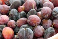 Close-up ripe red plums,natural backyard plums