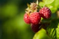 Close up of ripe red raspberries
