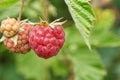 Close up of ripe red raspberry on plant with green leaves in natural setting Royalty Free Stock Photo