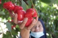 Close up of ripe red roseapple rose apple hang on tree at the garden, exotic fruit being harvest