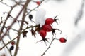 Close-up of ripe red rosehip berries covered in white snow. Frost-kissed Rosa Canina: beautiful winter scene of fruit on snow-clad Royalty Free Stock Photo