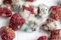 Close-up ripe red rotten raspberry with white grey mold on it. Spoiled berry in plastic box