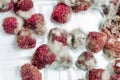 Close-up ripe red rotten raspberry with white grey mold on it. Spoiled berry in plastic box