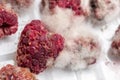 Close-up ripe red rotten raspberry with white grey mold on it. Spoiled berry in plastic box. Macro