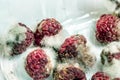 Close-up ripe red rotten raspberry with white grey mold on it. Spoiled berry in plastic box. Macro