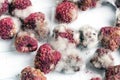 Close-up ripe red rotten raspberry with white grey mold on it. Spoiled berry in plastic box. Macro Royalty Free Stock Photo