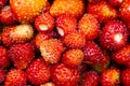 Fresh wild strawberries (Fragaria vesca) Royalty Free Stock Photo