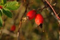 Ripe rose hips on the bush, close-up, selective focus, copy space for text. Orange berries of wild dog rose Royalty Free Stock Photo