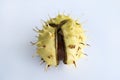 Close-up of ripe shiny inshell horse chestnut on light gray background Royalty Free Stock Photo
