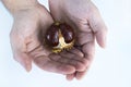 Close-up of ripe shiny inshell horse chestnut in male hands on light gray background. Protection, care, growing concept Royalty Free Stock Photo