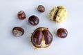 Close-up of ripe shiny shining horse chestnuts on light gray background. Autumn harvest Royalty Free Stock Photo