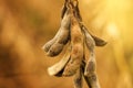 Close up of ripe soybean crop pods in cultivated field