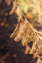 Close up of ripe soybean crop pods in cultivated field