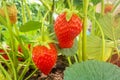 Close up on ripe strawberries growing