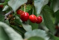 Close-up of ripe sweet red cherries Royalty Free Stock Photo