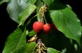 Close-up of ripe sweet red cherries on branch Royalty Free Stock Photo