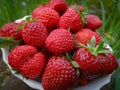 Close-up of ripe and sweet strawberry. Many berries lie on a white plate. Royalty Free Stock Photo