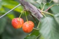 Close-up of ripe sweet yellow red cherries Royalty Free Stock Photo