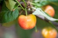 Close-up of ripe sweet yellow red cherries on branch Royalty Free Stock Photo