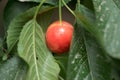 Close-up of ripe sweet yellow red cherries on branch Royalty Free Stock Photo