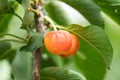 Close-up of ripe sweet yellow red cherries on branch Royalty Free Stock Photo