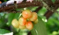 Close Up photo of ripe yellow red cherries Royalty Free Stock Photo