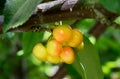 Close-up of ripe sweet yellow red cherries on branch Royalty Free Stock Photo