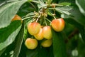 Close-up of ripe sweet yellow red cherries on branch Royalty Free Stock Photo