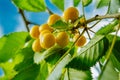 Close-up of ripe sweet yellow red cherries on branch Royalty Free Stock Photo