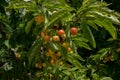 Close-up of ripe sweet yellow red cherries on branch Royalty Free Stock Photo