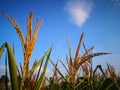 Ripe tassel and corn pollen with blue sky background. Royalty Free Stock Photo