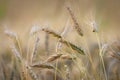 Close-up of ripe triticale grain ears in field Royalty Free Stock Photo