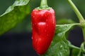 Close-up of ripe vibrant red chili pepper in the serene atmosphere of a greenhouse