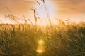 Close Up Ripe Wheat Ear In Sunset Sunrise Lights. Countryside Rural Field With Wheat In Summer Evening. Beauty In Royalty Free Stock Photo