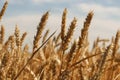 Close up of ripe wheat ears against beautiful sky with clouds Royalty Free Stock Photo