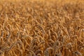 Close up of ripe wheat ears. Beautiful backdrop of ripening ears of golden field. Royalty Free Stock Photo