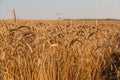 Close up of ripe wheat ears. Beautiful backdrop of ripening ears of golden field. Royalty Free Stock Photo