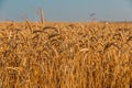 Close up of ripe wheat ears. Beautiful backdrop of ripening ears of golden field. Royalty Free Stock Photo